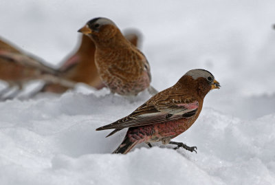 Gray-crowned Rosy-Finch 2019-03-10