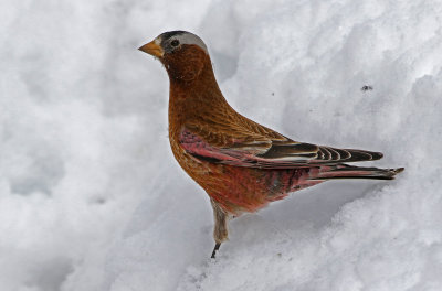 Gray-crowned Rosy-Finch 2019-03-10