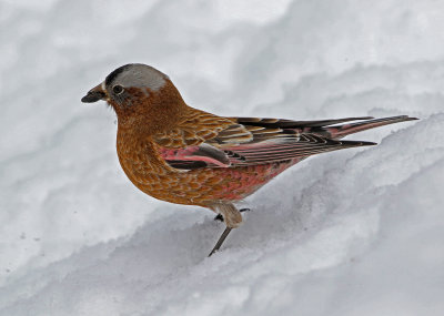 Gray-crowned Rosy-Finch 2019-03-10