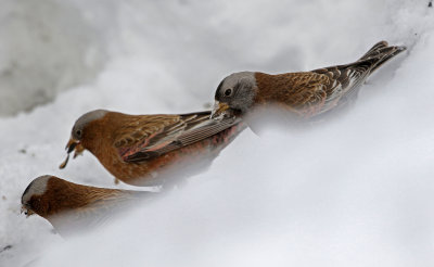 Gray-crowned Rosy-Finch 2019-03-10
