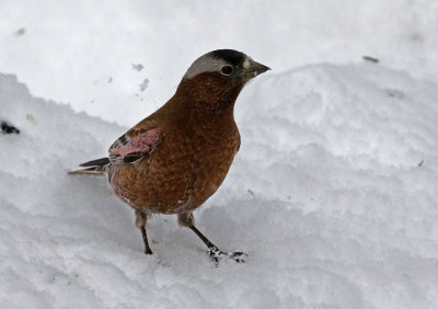 Gray-crowned Rosy-Finch 2019-03-10