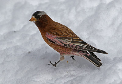 Gray-crowned Rosy-Finch 2019-03-10