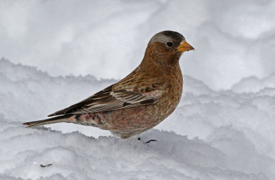 Gray-crowned Rosy-Finch 2019-03-10