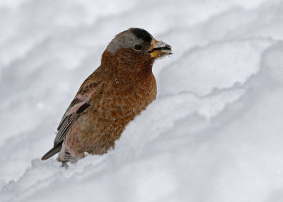 Gray-crowned Rosy-Finch 2019-03-10