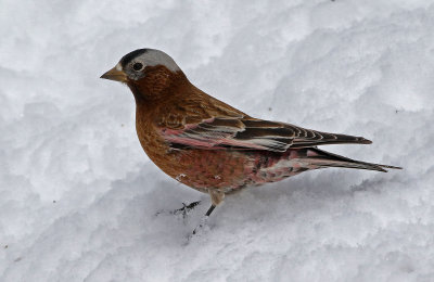 Gray-crowned Rosy-Finch 2019-03-10