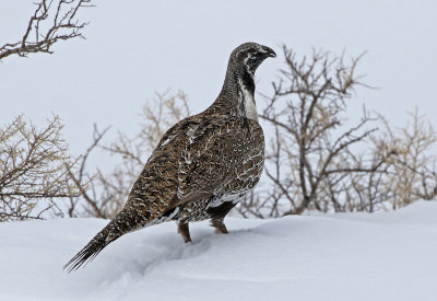 Greater Sage-Grouse 2019-03-10