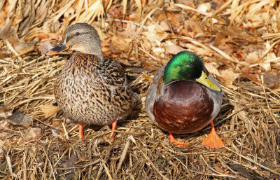 Mallard 2019-03-08