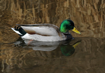 Mallard 2019-03-08