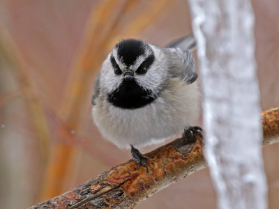 Mountain Chickadee 2019-03-10