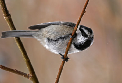 Mountain Chickadee 2019-03-10