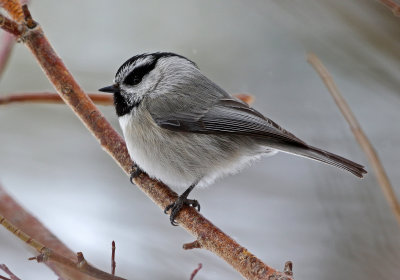 Mountain Chickadee 2019-03-10