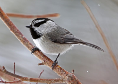 Mountain Chickadee 2019-03-10