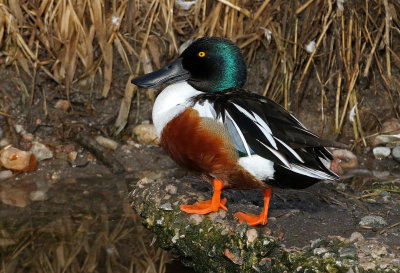 Northern Shoveler 2019-03-08
