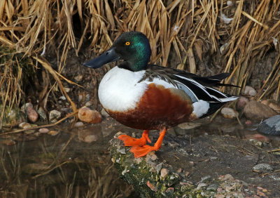 Northern Shoveler 2019-03-08
