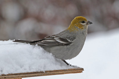 Pine Grosbeak 2019-03-10