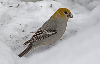 Pine Grosbeak 2019-03-10