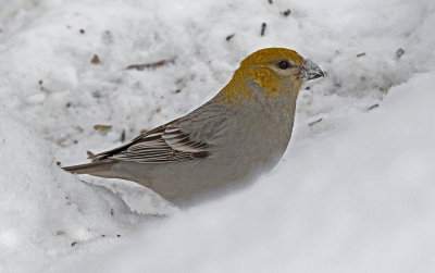 Pine Grosbeak 2019-03-10