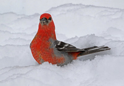 Pine Grosbeak 2019-03-10