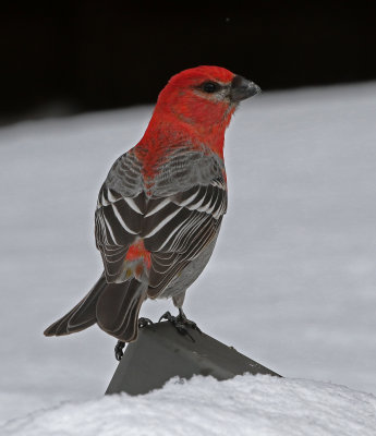 Pine Grosbeak 2019-03-10