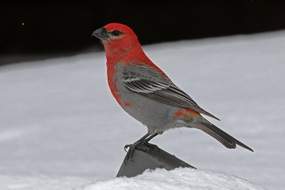 Pine Grosbeak 2019-03-10