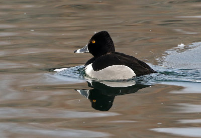 Ring-necked Duck 2019-03-08