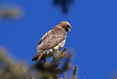 Red-tailed Hawk 2019-03-09