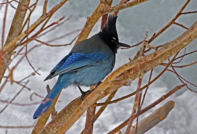 Steller's Jay 2019-03-10