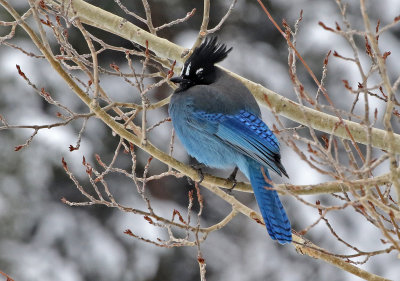 Steller's Jay 2019-03-10