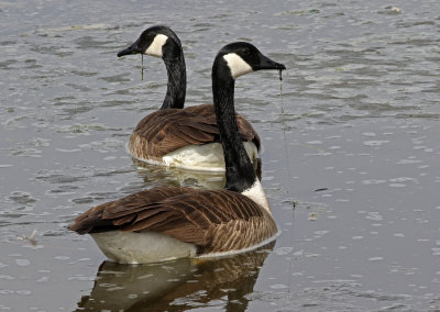 Canada Goose 2019-03-12