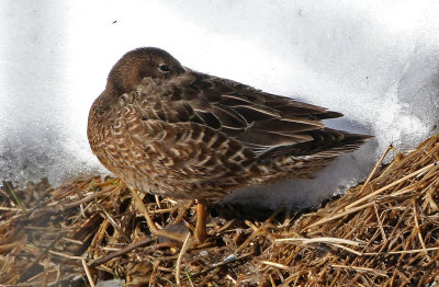 Cinnamon Teal 2019-03-15