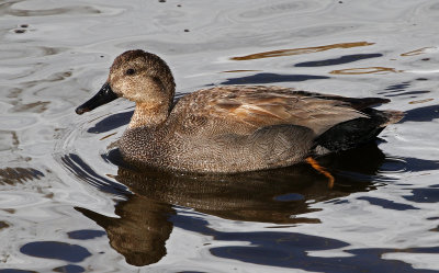 Gadwall 2019-03-15