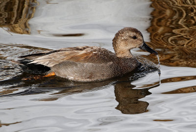 Gadwall 2019-03-15
