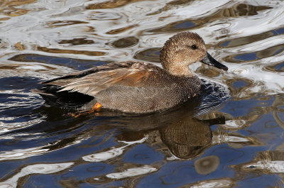 Gadwall 2019-03-15