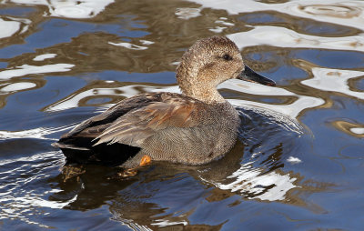 Gadwall 2019-03-15