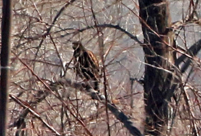 Harris's Hawk 2019-03-16