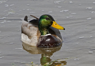 Mallard 2019-03-12