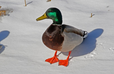 Mallard 2019-03-15