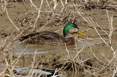 Mallard x Mexican Duck Hybrid 2019-03-12