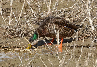 Mallard x Mexican Duck Hybrid 2019-03-12