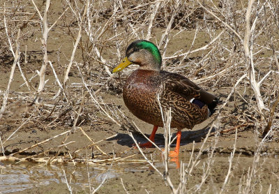 Mallard x Mexican Duck Hybrid 2019-03-12