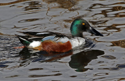 Northern Shoveler 2019-03-15
