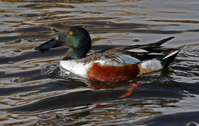 Northern Shoveler 2019-03-15