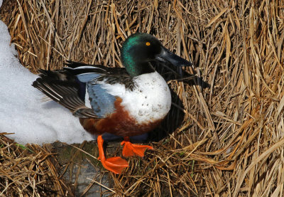 Northern Shoveler 2019-03-16