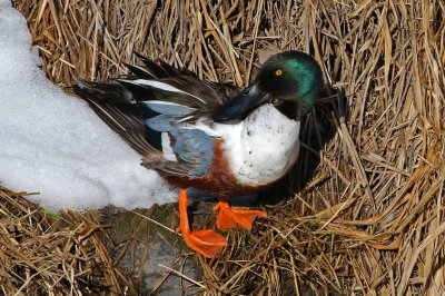 Northern Shoveler 2019-03-16