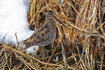 Wilson's Snipe 2019-03-14