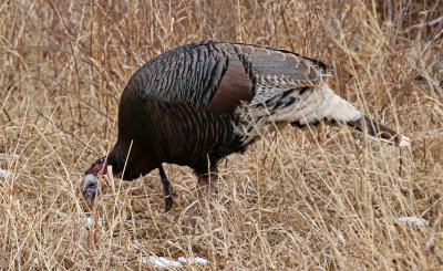 Wild Turkey 2019-03-10