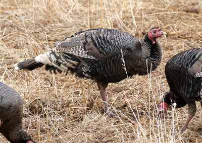 Wild Turkey 2019-03-10