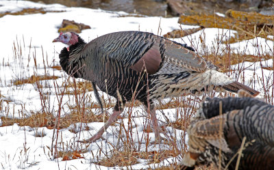Wild Turkey 2019-03-10