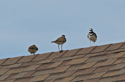 Killdeer 2019-03-22