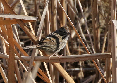 Lincoln's Sparrow 2019-03-21